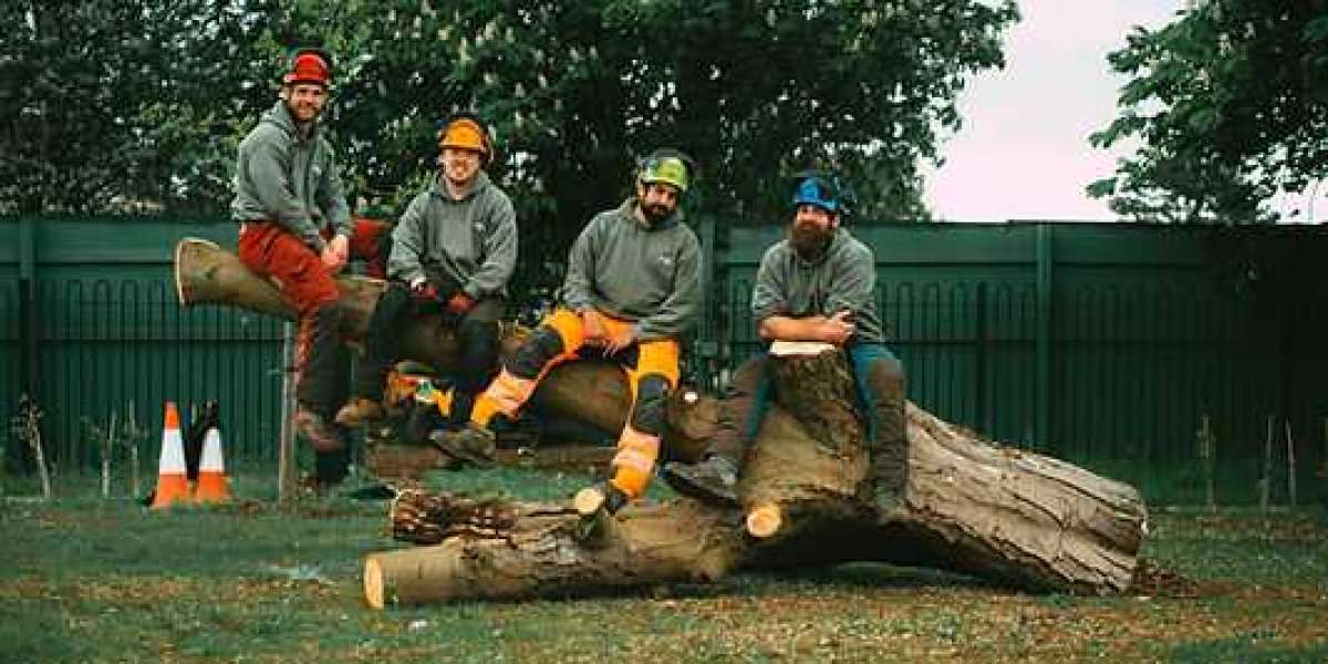 Tree Removal Luton - Tree Surgeon Luton - Tree Surgeon Dunstable - Cambia