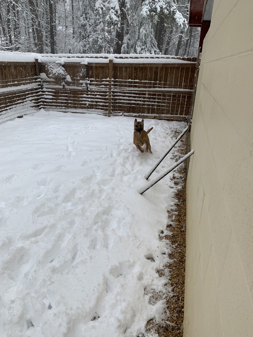 Visit The Best Chapel Hill Dog Boarding