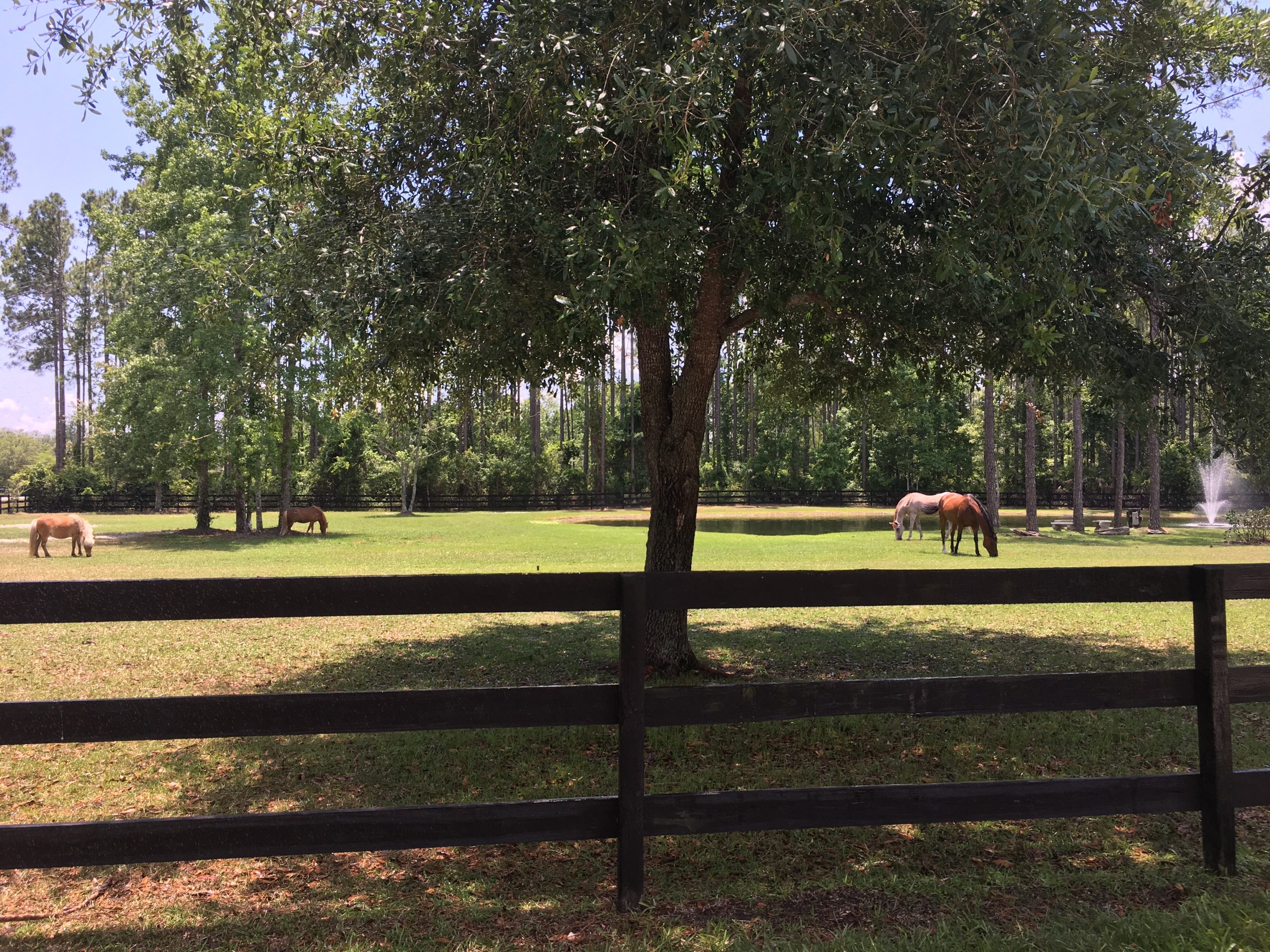 Pasture Management - Bluecollar Land services