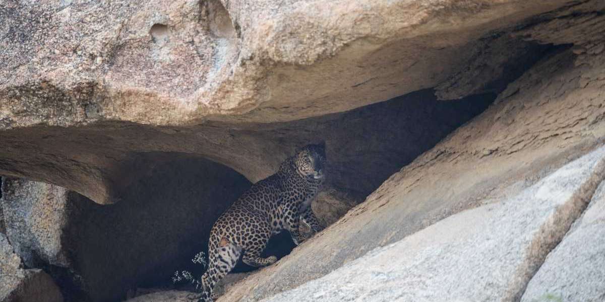 WelcomHeritage Cheetahgarh: Leopard Safari Resort in Jawai, Rajasthan