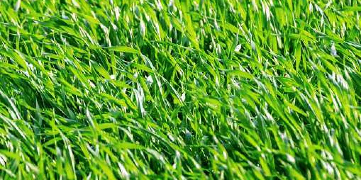 Wheatgrass Products Market Overview, Size, Share, Price, Trends, Growth, Analysis, Outlook, Report and Forecast 2030