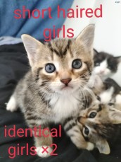 Cats & Kittens for Sale Australia | Find Cats Near Me