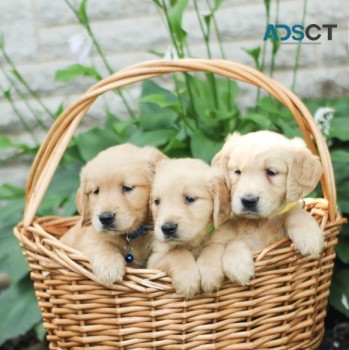 Dogs & Puppies for Sale Australia | Find Dogs Near Me