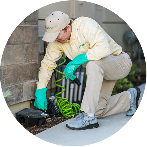 What Is Organic Pest Control and Its Advantages? - Malang Pest Control