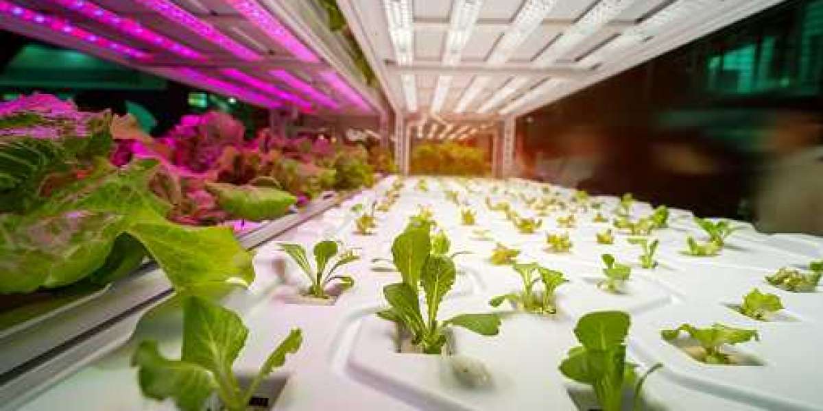 Hydroponics Market: Regional Analysis, Key Players, and Forecast 2030