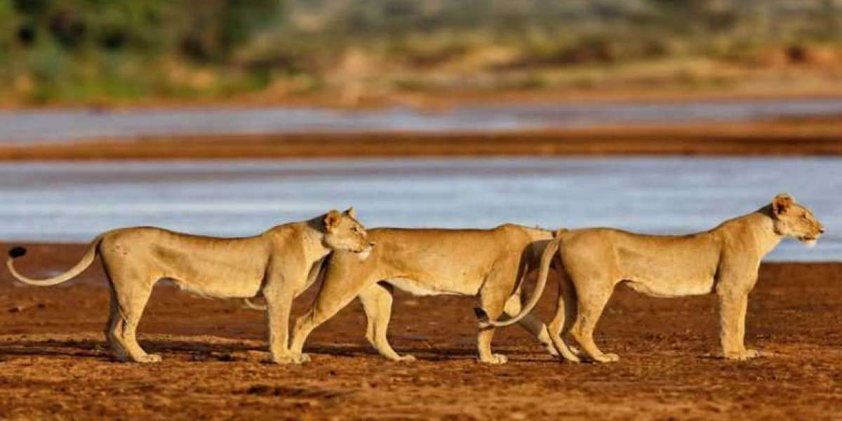 Looking for safari in kenya masai mara