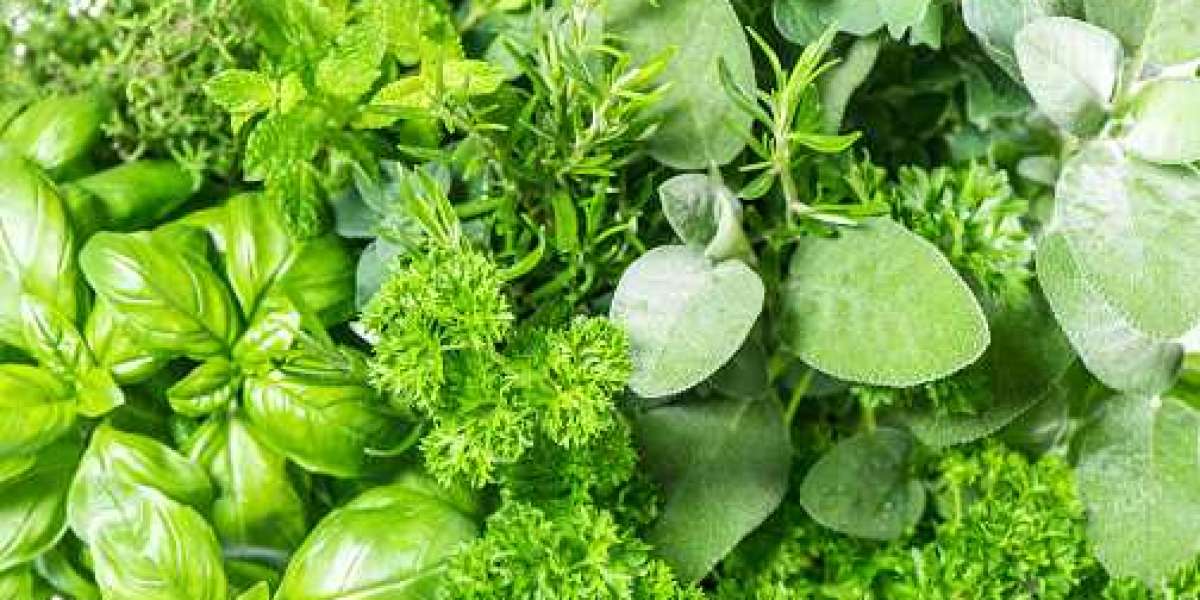 Fresh Herbs Market Share, Top Competitor, Regional Portfolio, and Forecast 2030