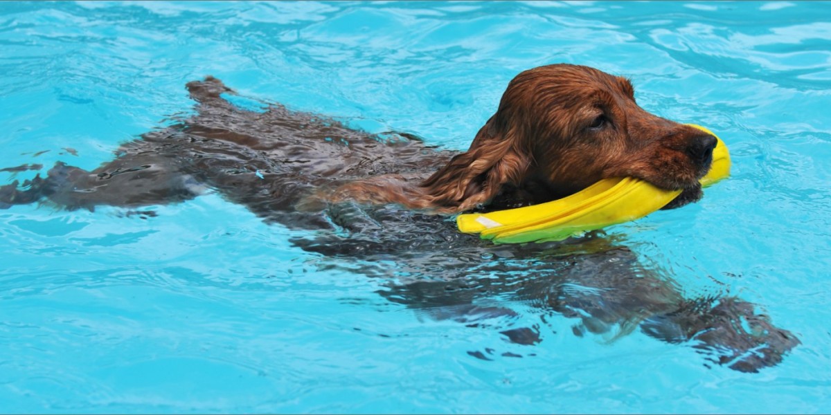 How to Introduce Your Dog to Swimming