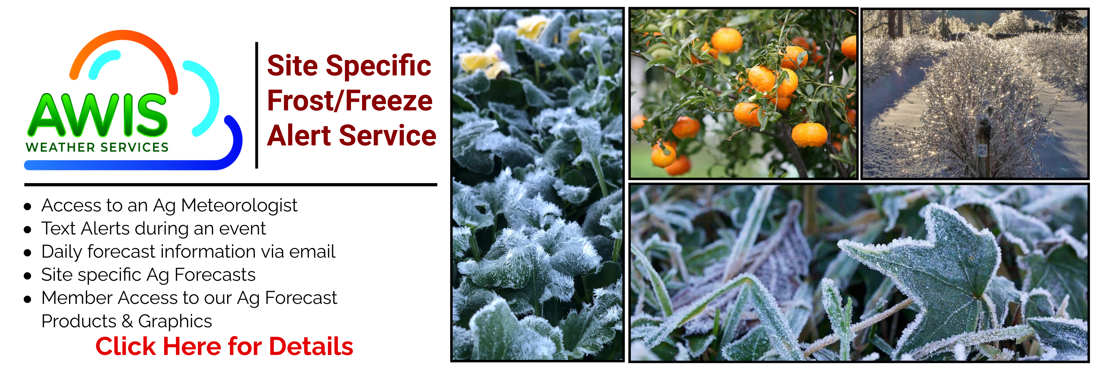 AWIS Weather Services - Climate Consulting Services, Real Time Weather Feed, Weather Data