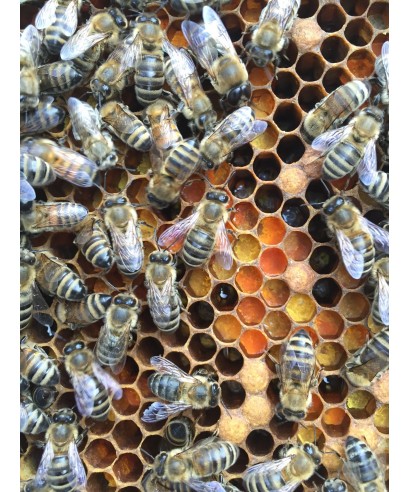 Essaim Abeille Carnica fin MAI - Saison 2023 - ApiSaveurs