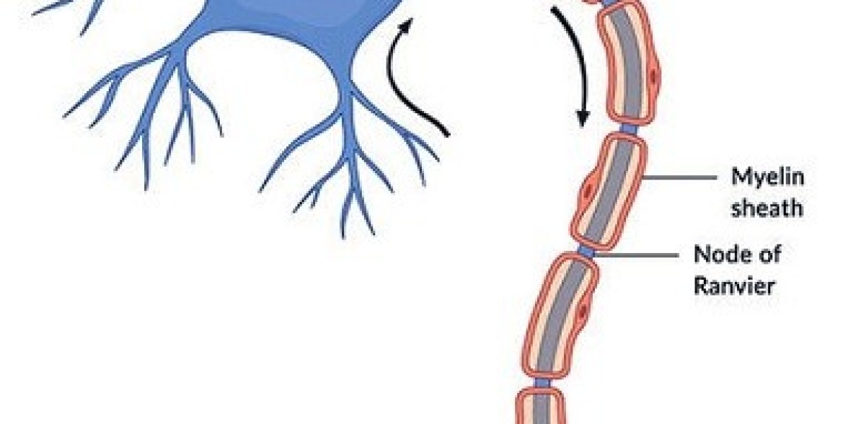 2023, Sandhoff Disease Market | Industry Analysis Till 2033