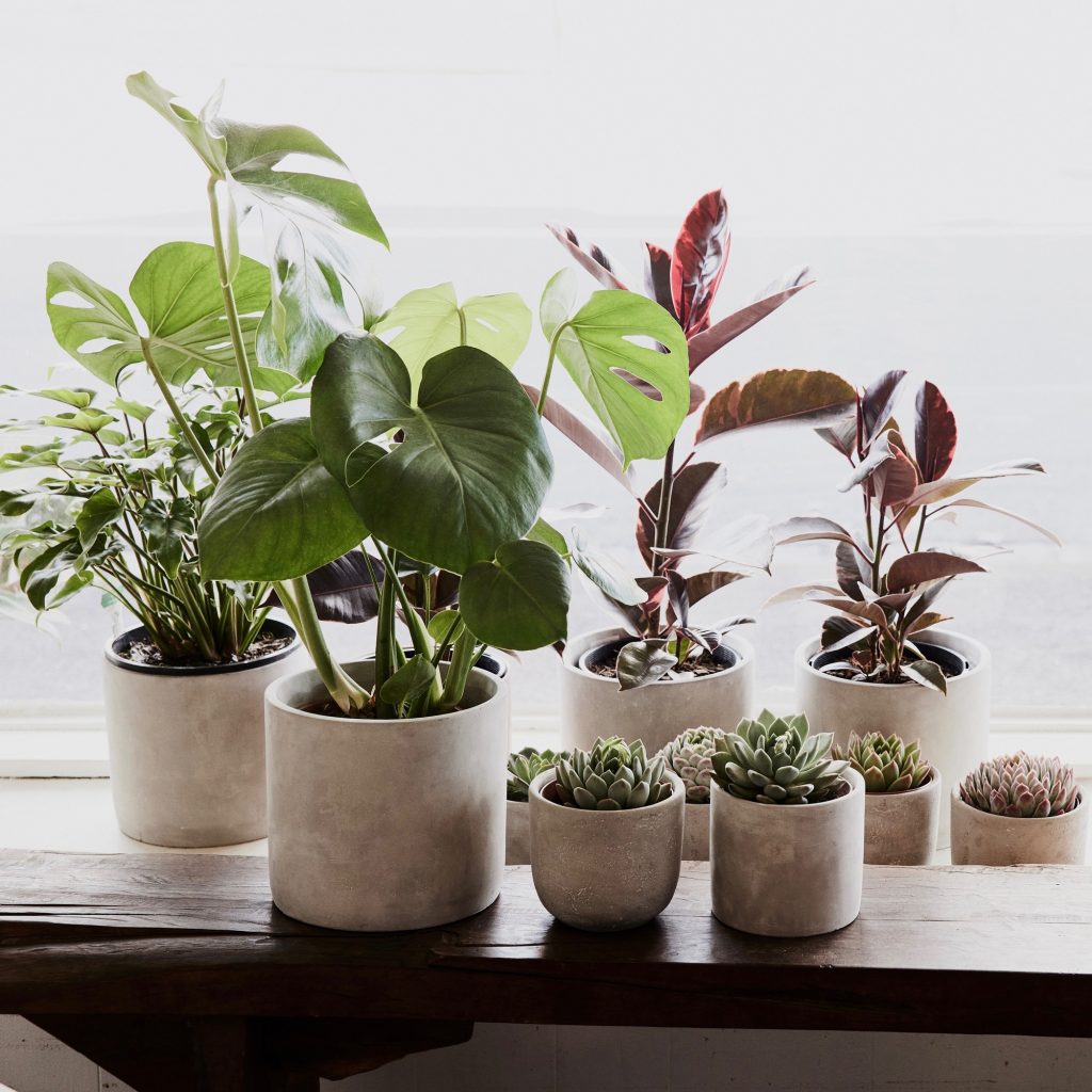 Same Day Flower Delivery Melbourne I The Flower Shed