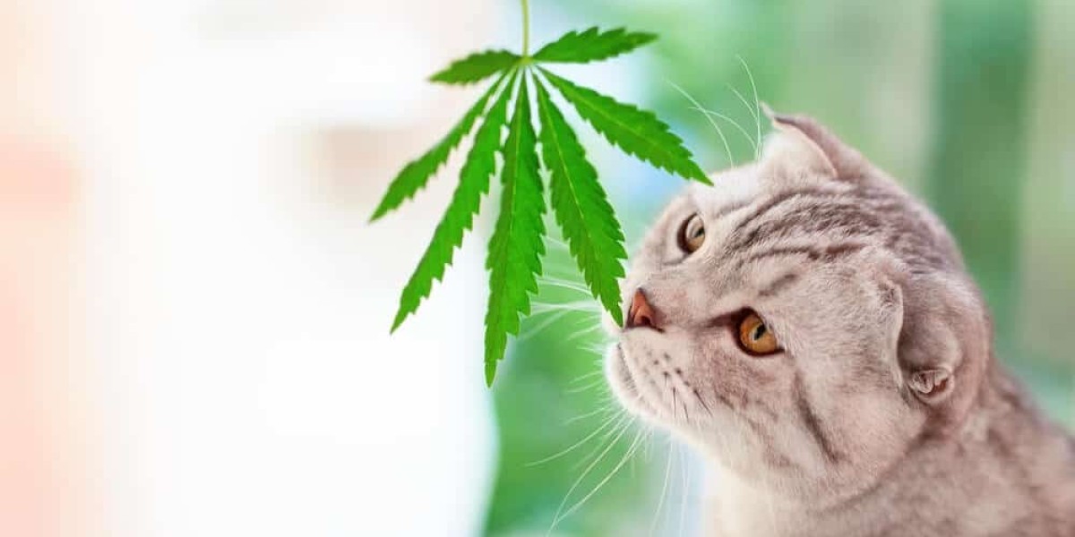 CBD Cat Treats: A Natural Solution for Your Feline Friend