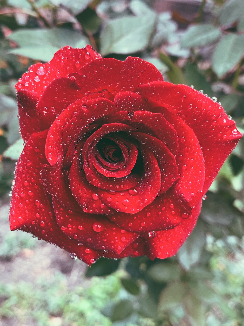 flowerlovers