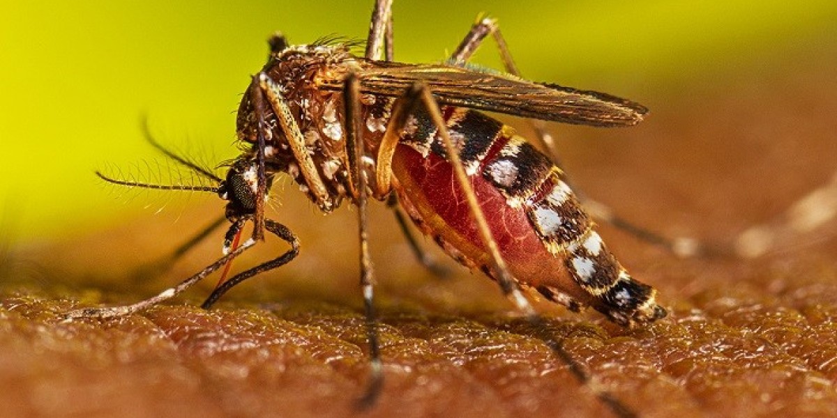 Dengue Fever Market Size, Epidemiology, Analysis & Trends 2023-2033