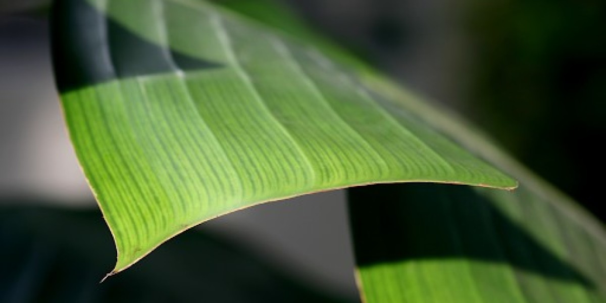 Strelitzia Nicolai: The Majestic Giant Bird of Paradise Plant