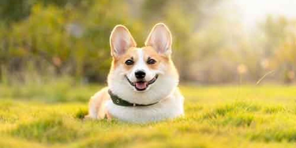 Corgi Breeders: Finding Your Perfect Tri-Colored Pembroke Corgi