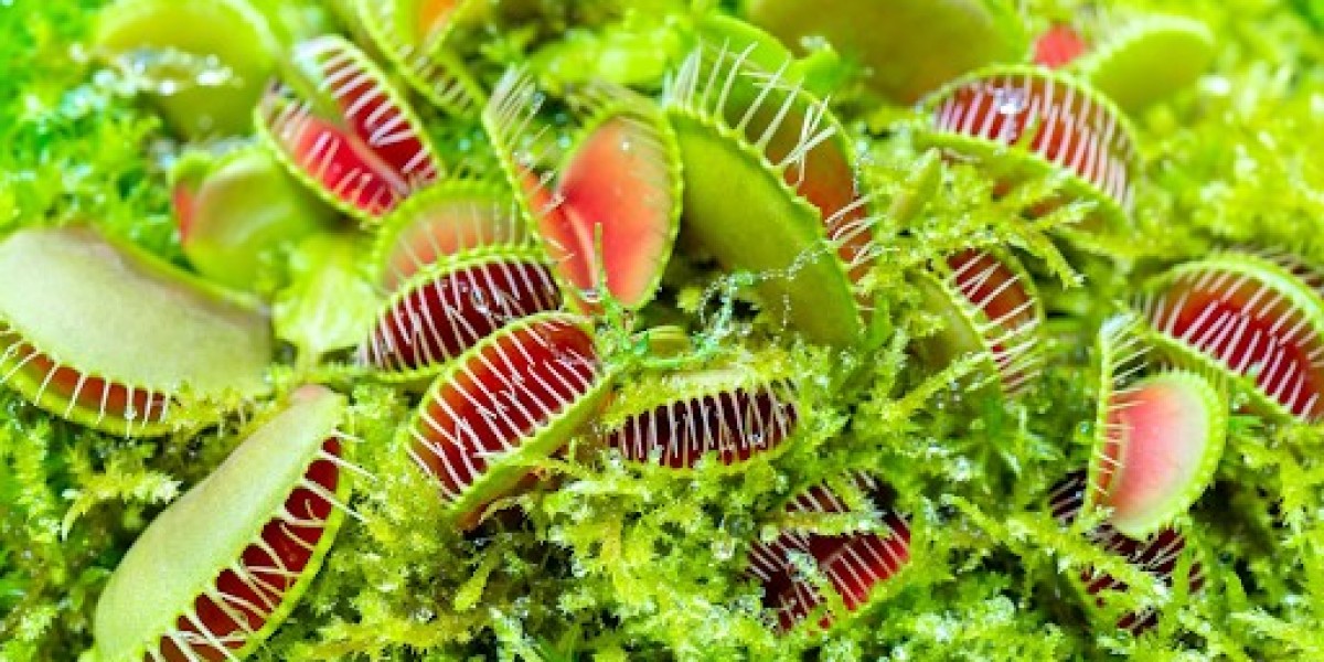 Beyond Venus Fly Traps | Exploring Carnivorous Plant Varieties