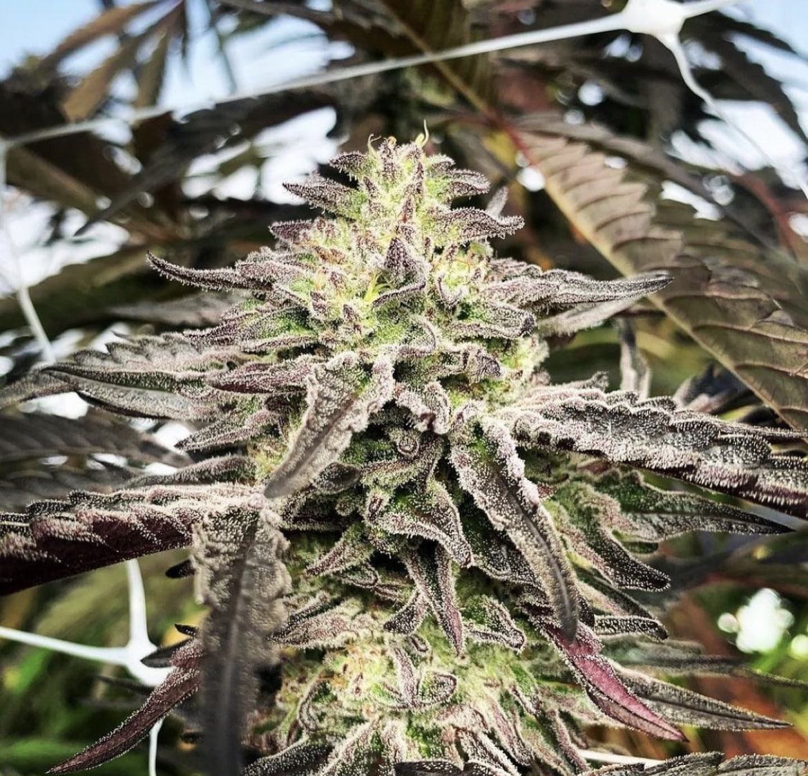 Sourcing Organic Cannabis Seeds Online: What to Look For - Staefli Farms