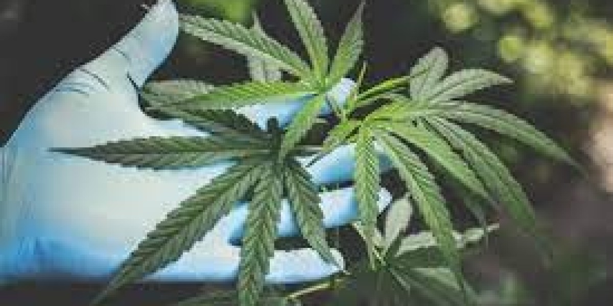 Legal Cannabis Market Size, Industry Trends and Report, 2024-2032