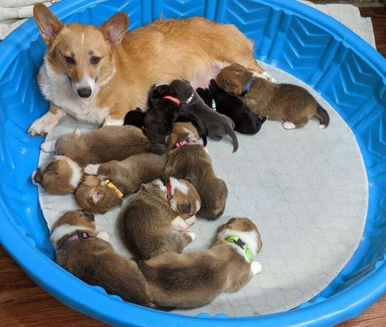 Littlecorgipups