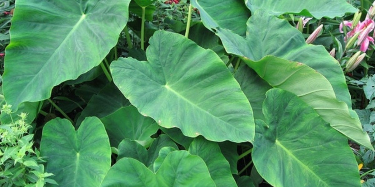 Colocasia vs. Dracaena: A Comparative Analysis of Two Popular Houseplants