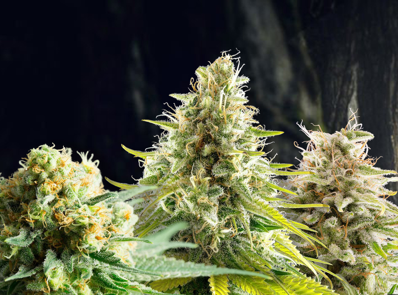 Linz Seed | HY5 Seed | Cannabis Seeds Österreich, Auto Seeds