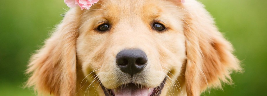 Dogbreeder Pune