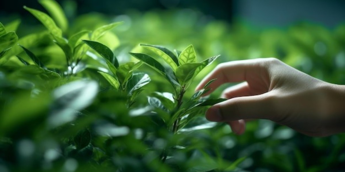 Unveiling Potential in the Green Tea Market: Size, Share, and Future Directions