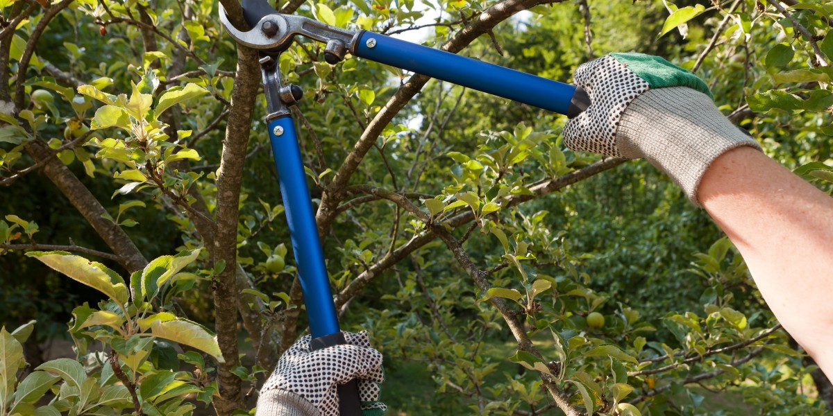 Trimming Trees with Precision: Sydney's Trusted Arborists Share Insights