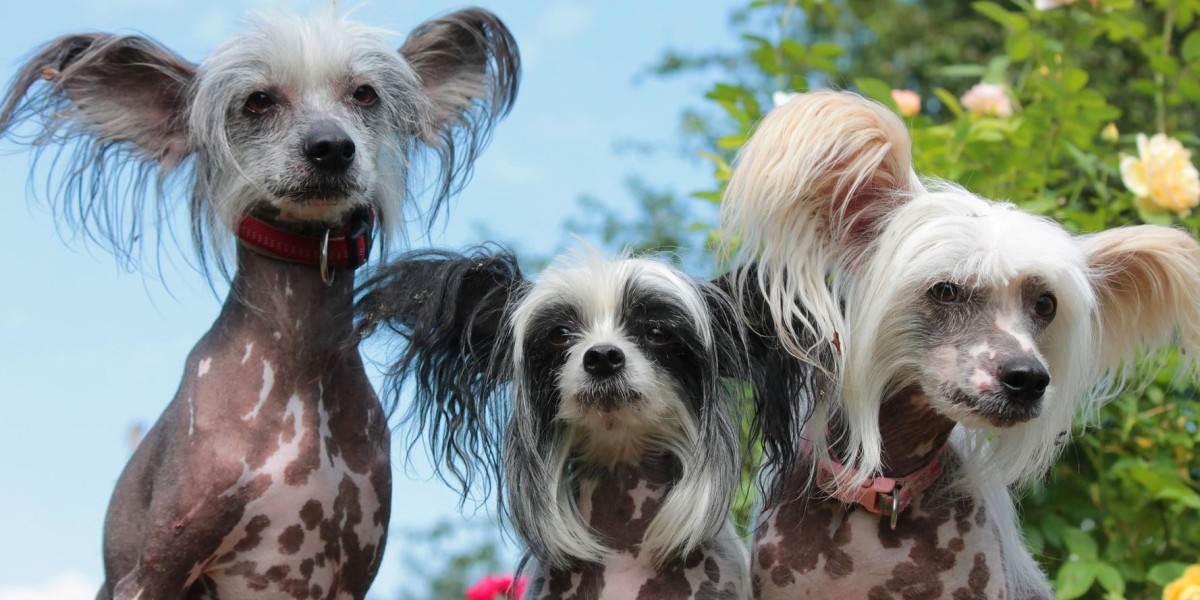 Chinese Crested Puppies: A Guide to the Unique and Adorable Breed