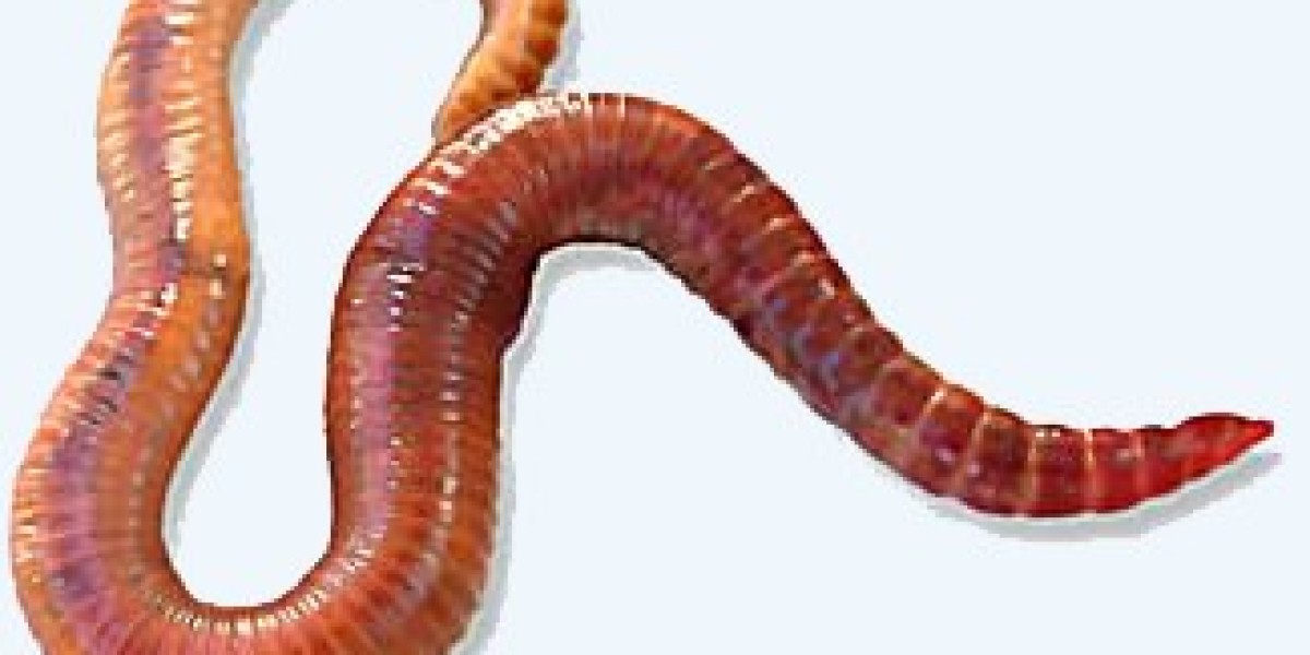 Red Wiggler Compost Worms: The Secret to Sustainable Gardening