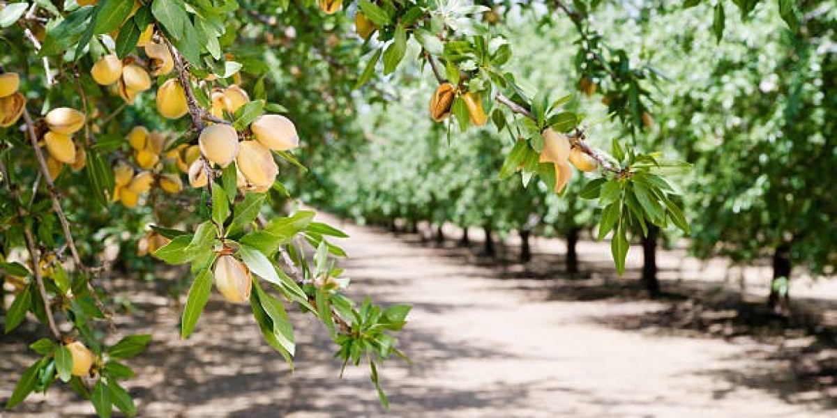 GardenGram Beautiful and Wonderful Almond Plant Will Improve Your Garden