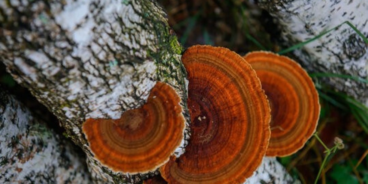 Chaga Mushroom for Skin Health: Unlocking the Secret to Radiant Skin