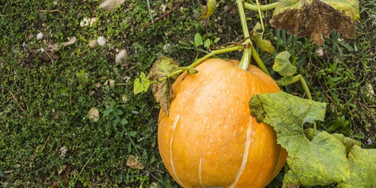 Pumpkin Farming In India: Cultivation Process Guide 