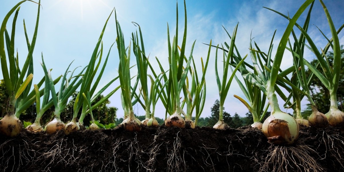 Health Benefits and Easy Guide to Growing Onions from Seeds