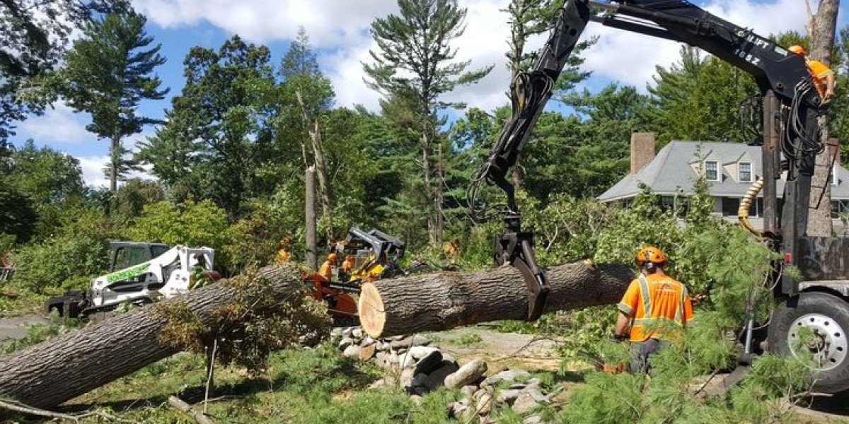 The Importance of Hiring an Expert Tree Removal Service Melbourne