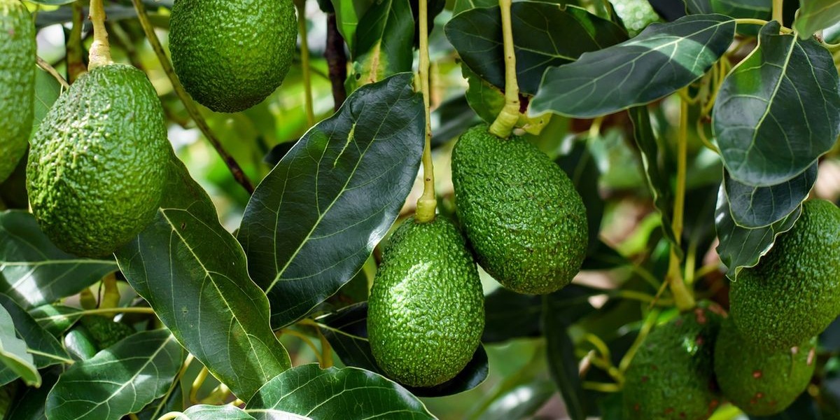 Global Avocado Market | Industry Analysis, Trends & Forecast to 2032