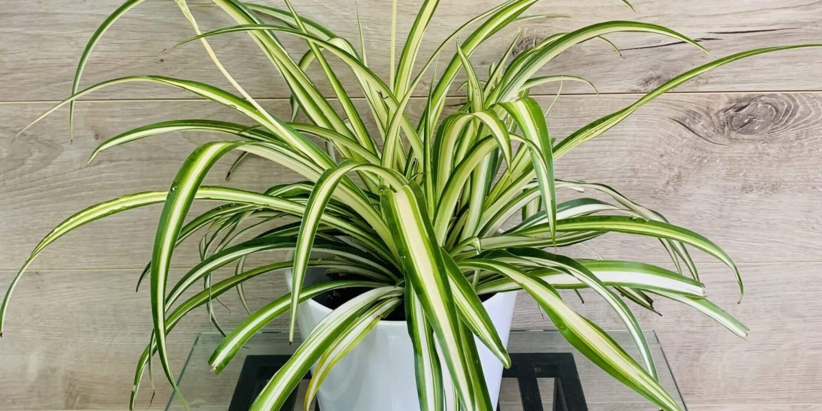 Care and Development of Plante Araignée: A Guidebook for Houseplant Enthusiasts