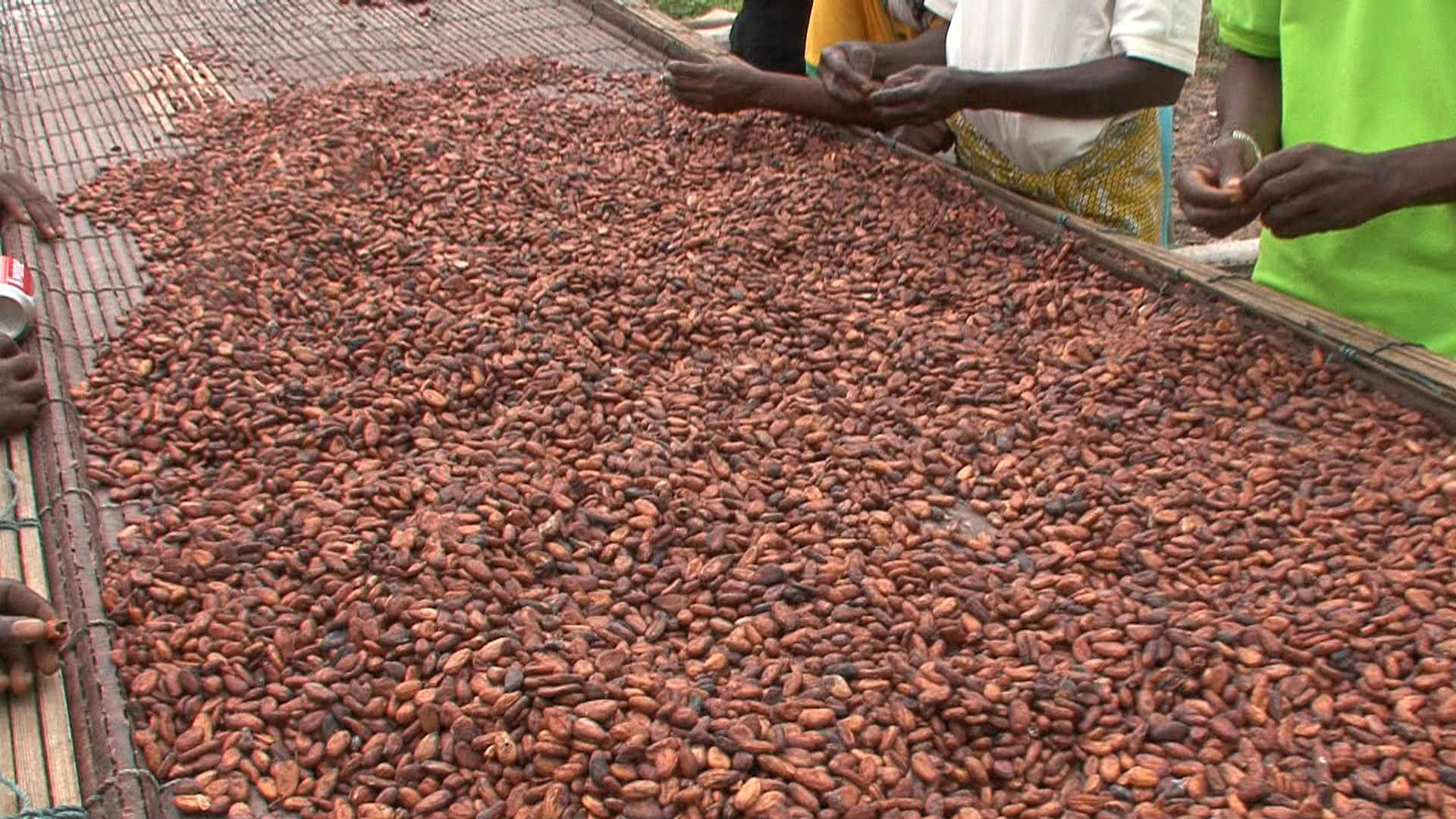 Cocoa market