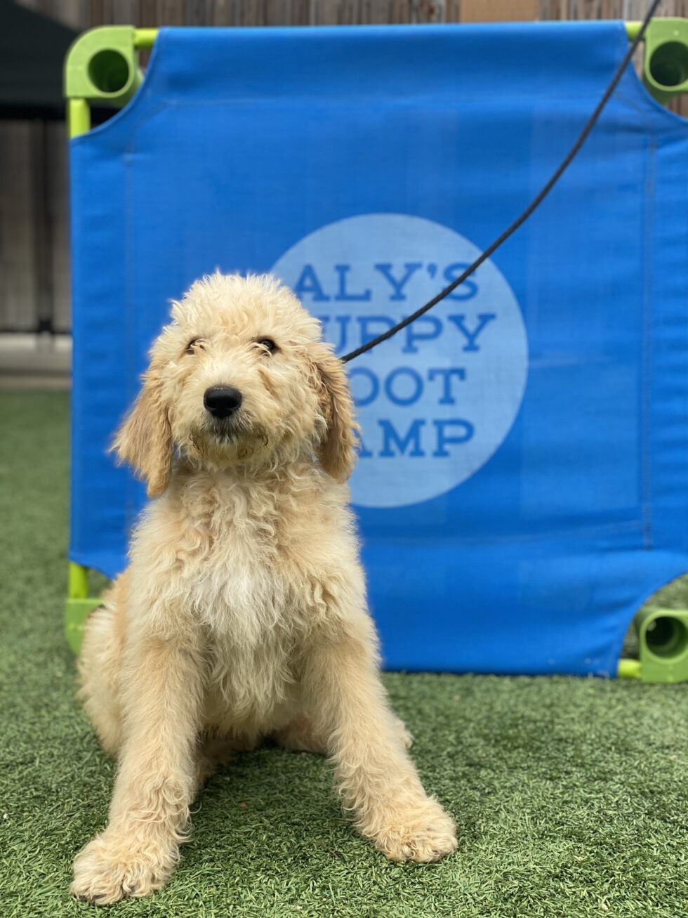 AlysPuppyBootCamp