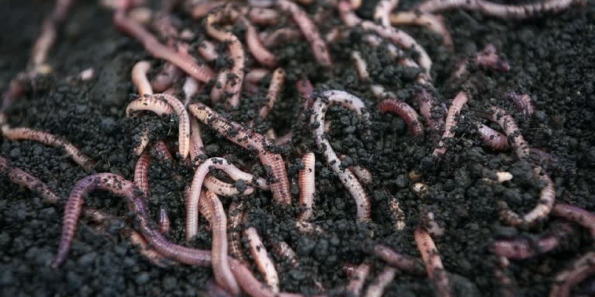 Earthworm Meal Market Forecasting: Analyzing Future Trends and Demand Patterns