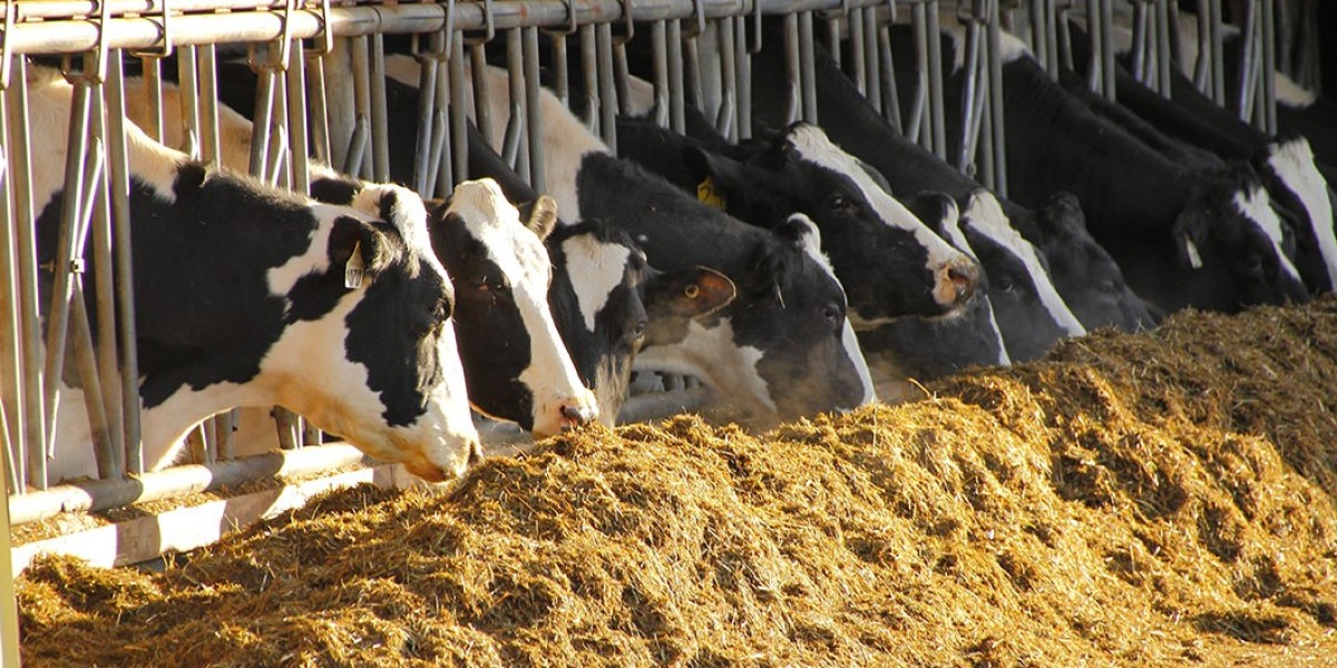 Cattle Feed Market: Addressing Key Challenges in Feed Production and Regulation