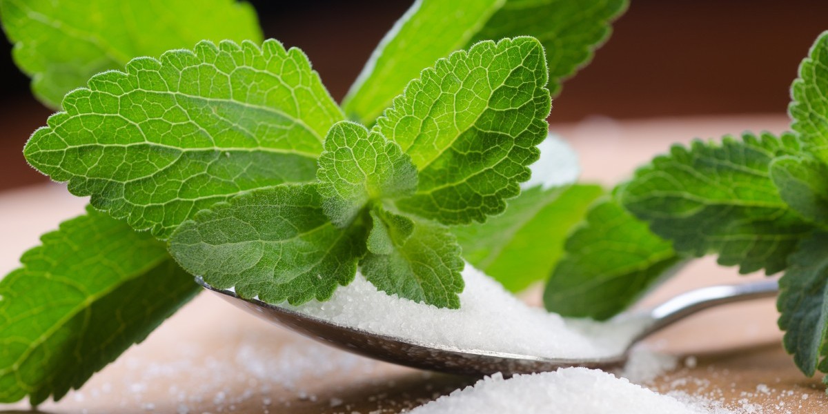 Organic Stevia Market Insights: How Global Trends Are Shaping a Health-Conscious Future