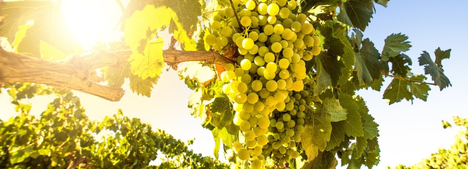 Red Dot Wine