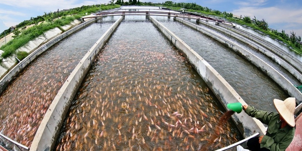 Aquaculture Feed Market Dynamics: Forces Shaping the Industry’s Future