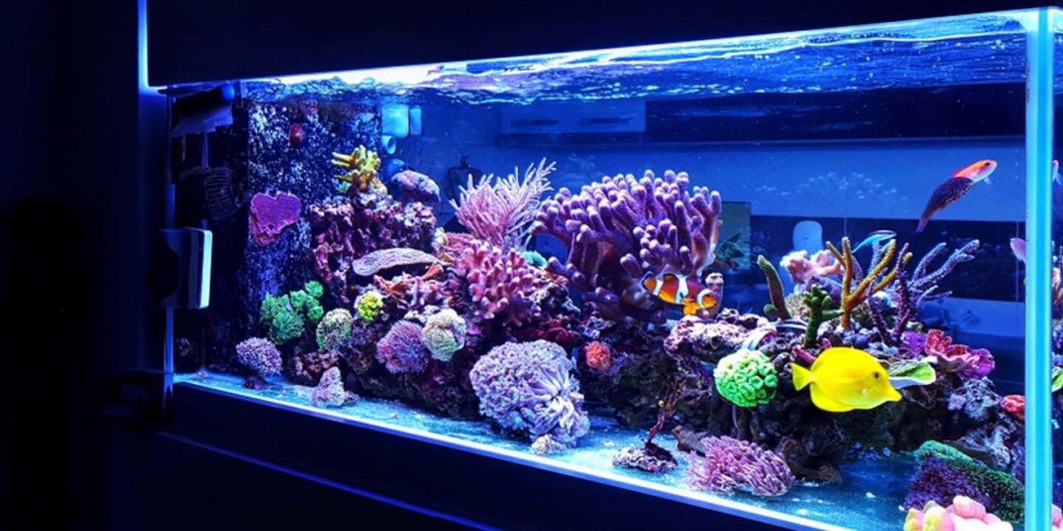 Aquarium Water Treatment Market: Recent Technological Advancements Transforming the Aquatic Environment Industry