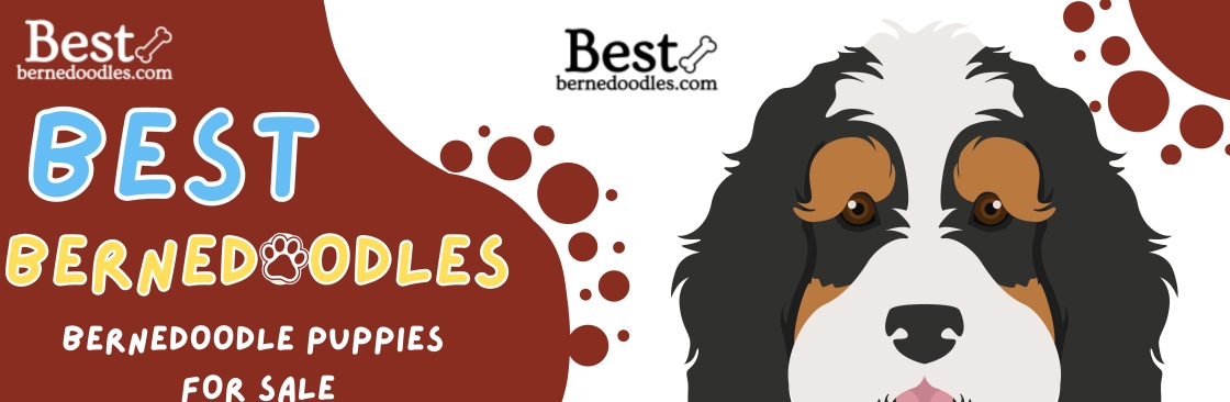 Best Bernedoodles