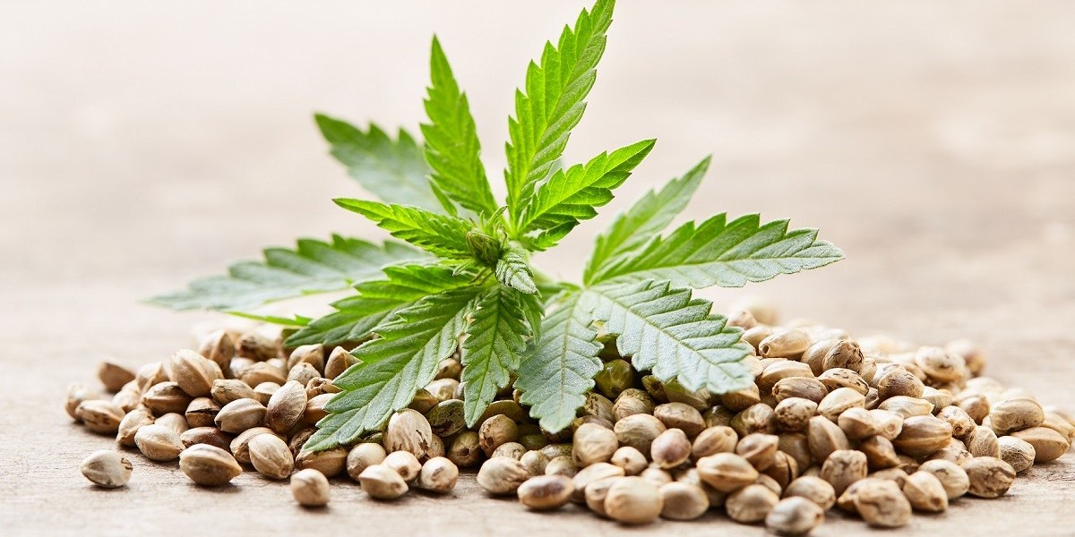 Cannabis Seeds Market Analysis: Key Factors, Innovations, and Opportunities for 2024 and Beyond