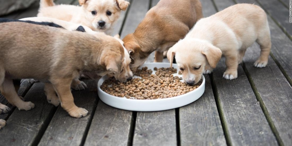 Pet Food Palatants Market: Savoring Opportunities Amid Growing Pet Humanization